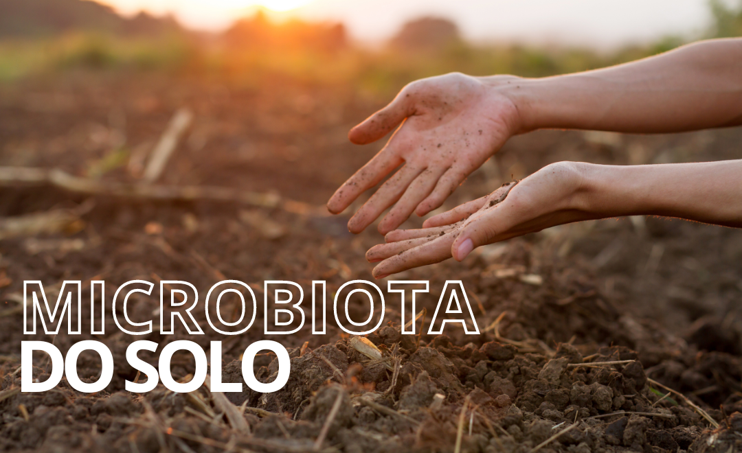 Você sabe o que é a MICROBIOTA do solo?