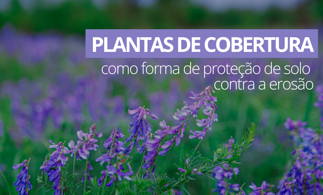 Plantas de cobertura como forma de proteção de solo contra a erosão